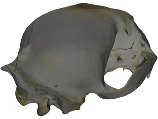 Lynx Skull 3D Model