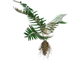 Sword Fern 3D Model