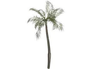 Palm Tree 3D Model