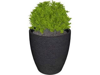 Boxwood Plant 3D Model