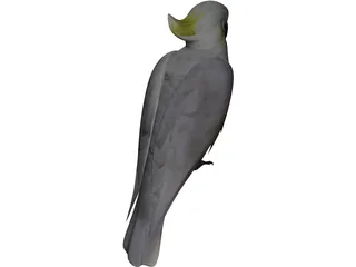 Parrot 3D Model