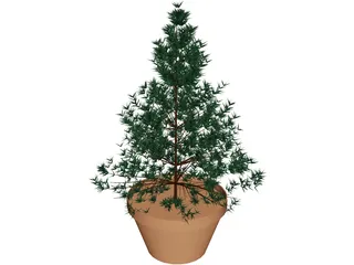 Potted Pine Tree 3D Model