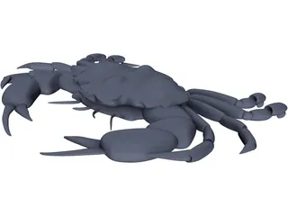 Harris Mud Crab 3D Model