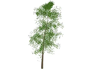 Tree 3D Model