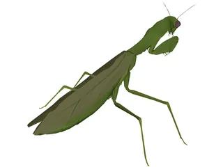 Flying Mantis 3D Model