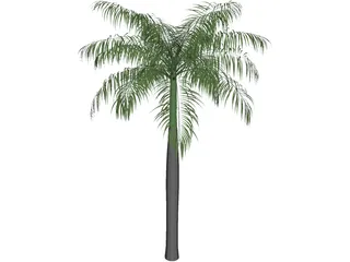 Palm Tree (Royal Palm) 3D Model