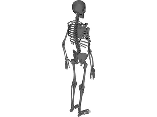 Skeleton 3D Model