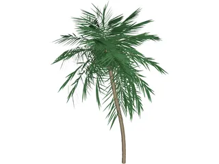 Palm Tree Tall 3D Model