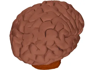 Brain 3D Model