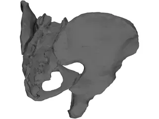 Pelvis 3D Model