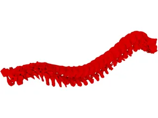 Vertebral Column 3D Model