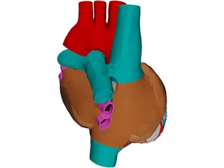 Heart with Internal Parts 3D Model