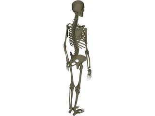 Skeleton Female 3D Model