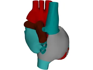 Heart 3D Model