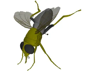 Fly 3D Model