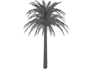 Tree Palm 3D Model