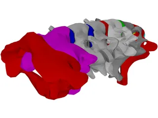 Vertebrae Cervical 3D Model