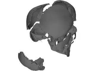 Skull Articulated 3D Model