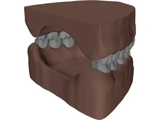 Teeth, Roots, Gums 3D Model