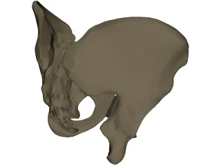 Pelvis Male 3D Model