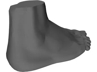 Foot 3D Model