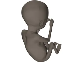 Fetus 20-Week 3D Model