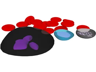 Blood Cells 3D Model