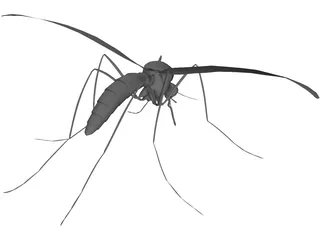 Mosquito 3D Model