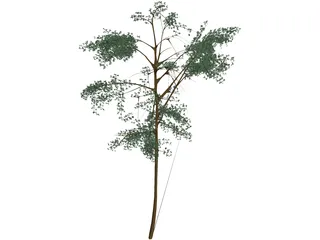 Acacia 3D Model