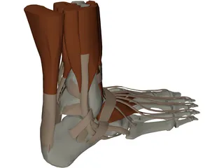 Ankle 3D Model