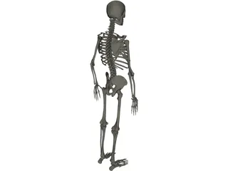 Skeleton Male 3D Model