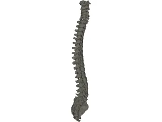 Vertebral Column 3D Model