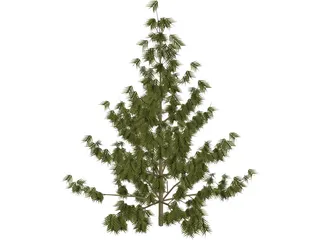 Bhutan Pine 3D Model