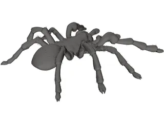 Tarantula 3D Model