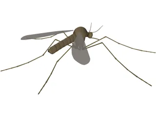 Mosquito 3D Model