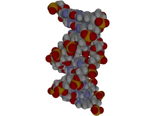 B-DNA 3D Model