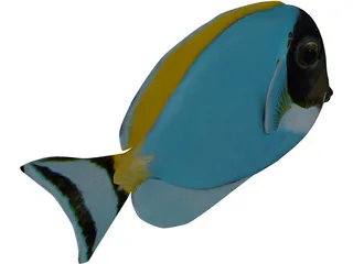 Amblyrhyncotes 3D Model