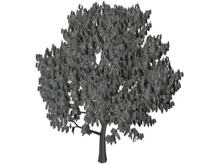 Acacia Tree 3D Model