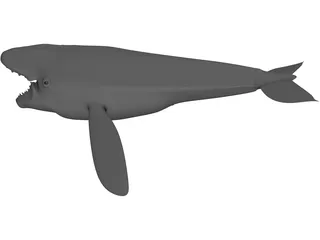 Whale 3D Model