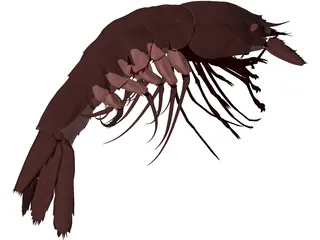 Large Red Prawn 3D Model