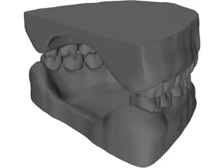 Teeth and Gums 3D Model