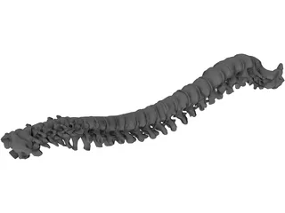 Vertebral Column and Spinal Cord 3D Model