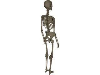 Skeleton Female 3D Model