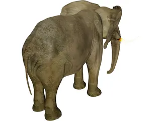 Elephant African Male 3D Model