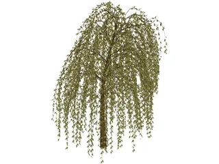 Willow Tree 3D Model