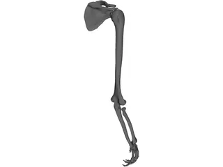 Arm Bone 3D Model