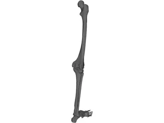 Leg Bone 3D Model