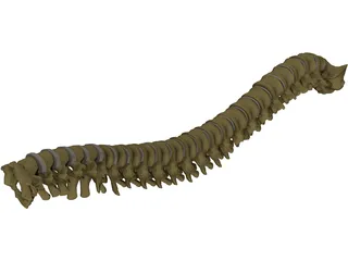 Vertebral Column 3D Model