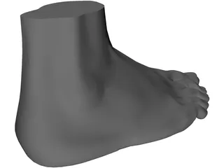 Foot 3D Model