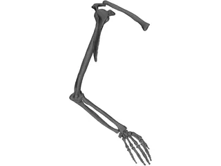 Arm Left 3D Model